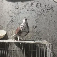 شامی کاکلی ساده کاکلی سینه سبزه|پرنده|مشهد, قائم|دیوار