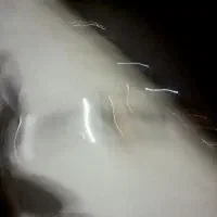 سگ پاپی پیدا شده