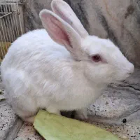 خرگوش نژاددار
