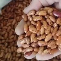 فروش عمده حبوبات ممتاز مستقیم از عمده‌فروش