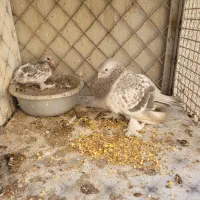 ماده صابونی پاپر