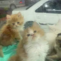 توله پرشین عروسکی