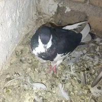 کبوتر یا کفتر|پرنده|کوه چنار, |دیوار