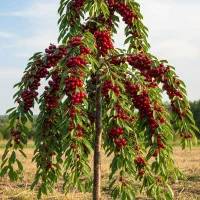 نهال زیتون فیشوم با کیفیت صادراتی + بازدهی تضمینی|خدمات باغبانی و درختکاری|شیراز, گلکوب|دیوار