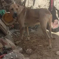 واگذاری سگ خراسانی نگهبان و گله