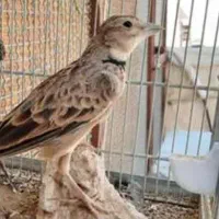 سره خاکی  نر