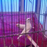 فنچ سفید مولد درجه یک