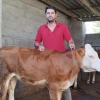 تهیه بهترین نژاد گوساله سیمینتال و دورگ