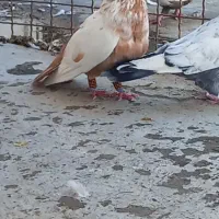 ۳تا رنگی|پرنده|اهواز, کیانشهر|دیوار