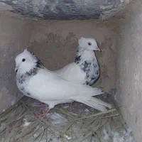 طوقی الماسی