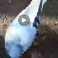 کبوتر پرنده ۲۵ عدد قیمت خوب