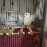 طوطی برزیلی پاکوتاه