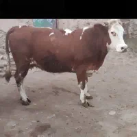 گاو|حیوانات مزرعه|چاراویماق, |دیوار