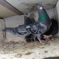 نرو ماده پلاکی و جوجه هاشون 1450|پرنده|تربت‌حیدریه, سرمحله|دیوار