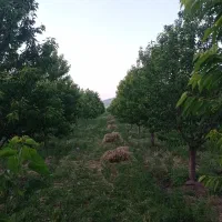 فروش-باغ-ویلاروستای-کلخوران-5000متر-با-اب