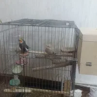 جفت عروس هلندی مولد