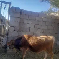 هردوتا بخورجنس خوب|حیوانات مزرعه|گنبکی, |دیوار