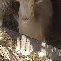 ۱۲۳|حیوانات مزرعه|بم, |دیوار