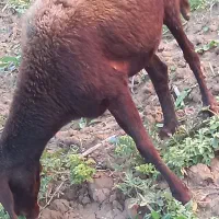 گوسفند شیشک آبستن توضیحات کامل نوشته شده است|حیوانات مزرعه|آزادشهر, |دیوار