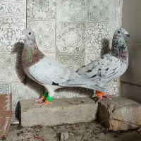 کبوتر سارخطی سار کله