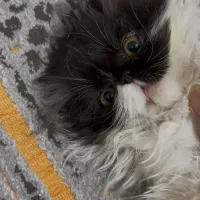 پرشین سوپر فلت ماده|گربه|گرگان, |دیوار