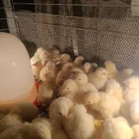 فروش جوجه مرغ گوشتی راس308|حیوانات مزرعه|رفسنجان, |دیوار