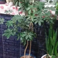 سلام گل شفلرا