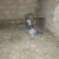 کبوتر فروشی