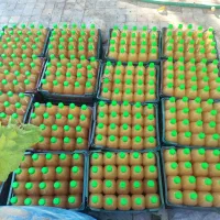 فروش عمده سرکه سیب طبیعی|خوردنی و آشامیدنی|مهریز, |دیوار