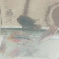 ۸عدد ماهی فلاور هورمون