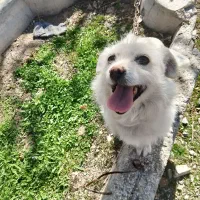 پاکوتاه جنسیت ماده