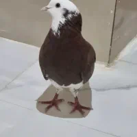 کفتر شازده قرمز خال سرور