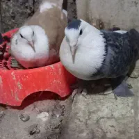 کربلایی پولکی|پرنده|شیروان (خراسان), |دیوار