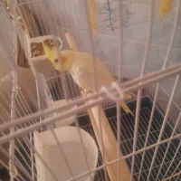 عروس هلندی سخنگو