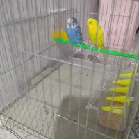 یک جفت مرغ عشق