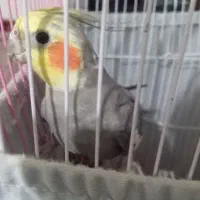 عروس هلندی بالغ نر