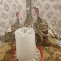 بوقلمون بربون