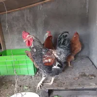 مرغ خروس|حیوانات مزرعه|رباطکریم, نصیرشهر|دیوار