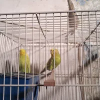 مرغ عشق وفنچ