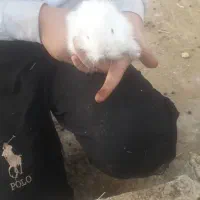 خرگوش