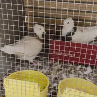 کبوتر فروشی