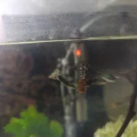 ماهی گوپی سوپرباله اماده