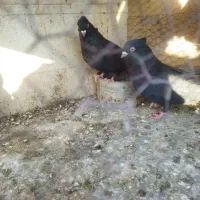 تعدادی گفت.  پدر قناری|پرنده|نجف‌آباد, گلدشت|دیوار