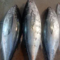 سلام ماهی فروش کنگانی|ماهی|بندر ماهشهر, |دیوار