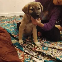 دو تا سگ توله نر و ماده|سگ|خرمشهر, |دیوار