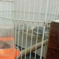 عروس هلندی|پرنده|مشهد, کوشش|دیوار