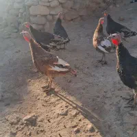 بوقلمون|حیوانات مزرعه|کاکاوند, |دیوار