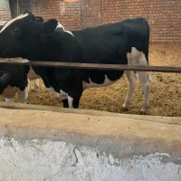 گوساله نر چهار است
