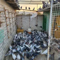 دسته پلاکی جوجه های یک ساله|پرنده|سیدان, |دیوار