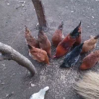 مرغ وخروس محلی ۱۰ ماهه